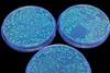E. coli growing in a petri dish