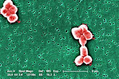 Acinetobacter baumannii