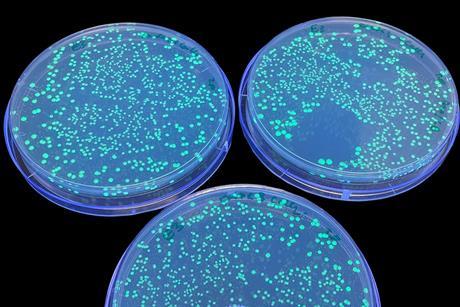 E. coli growing in a petri dish