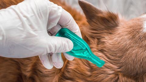 Dog receiving flea treatment