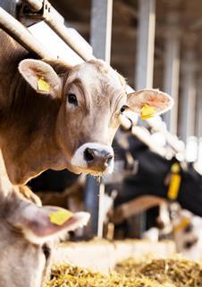 October-2023-Cover-Cows-02