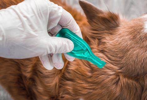 Dog receiving flea treatment